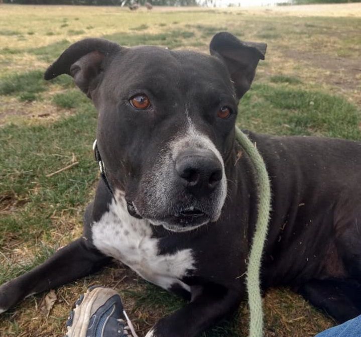 Adopt a friend: Gumdrop